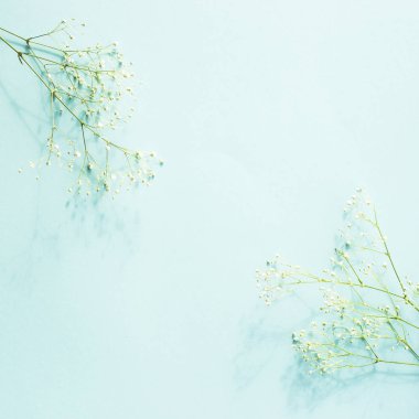 Dal gypsophila köşe ile mavi arka plan. Metin için iş parçası. Copyspase