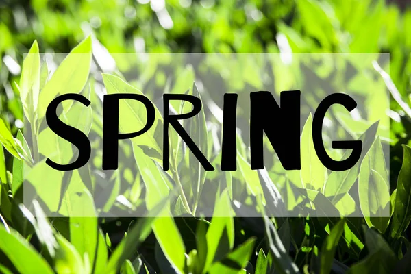 明るく 新鮮な緑を葉します 単語春は写真に書かれています 春の背景概念 — ストック写真