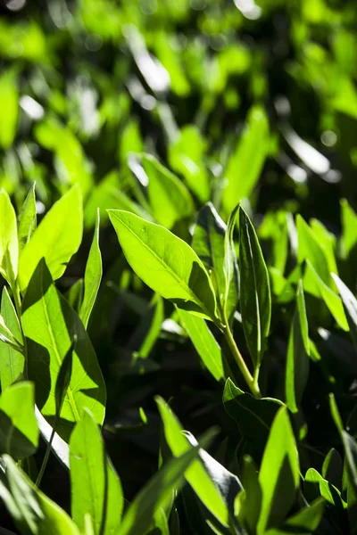 Foglie Verdi Luminose Fresche Concetto Fondo Primavera — Foto Stock