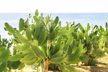 Kaktüsler kum deniz kenarında. Parlak yeşil bitkiler