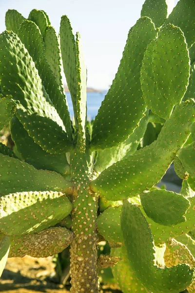 Kaktuszok Homok Tenger Mellett Világos Zöld Növények — Stock Fotó