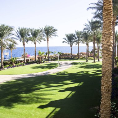 Yeşil çimen ile deniz kenarında palmiye ağaçları. Afrika sıcak manzara