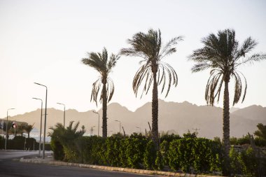 Şehir manzarası Afrika. Turistik bir kasaba. Palmiye ağaçları dağların batımında arka planı