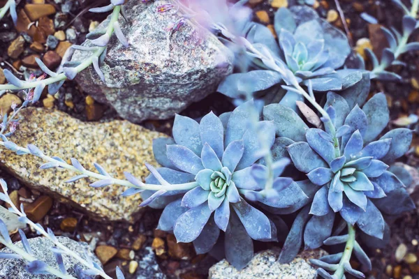 Suculentas Azuis Crescem Entre Pedras Decoração Para Jardim Uma Casa — Fotografia de Stock