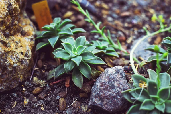 Succulents 사이에서 정원에 — 스톡 사진