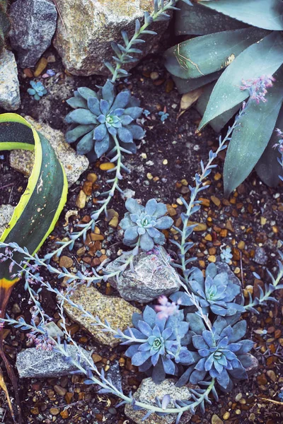 Kék Pozsgás Növények Nőnek Kövek Között Egy Kert Egy Ház — Stock Fotó