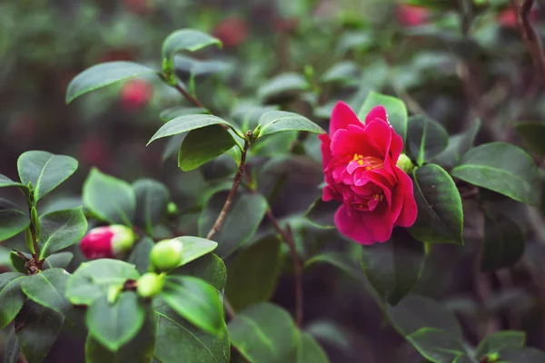 Flor Camélia Vermelha Entre Folhas Arbusto Verde — Fotografia de Stock