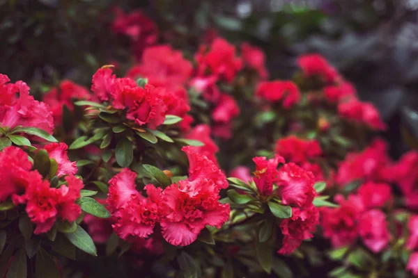 Camélia Vermelha Flores Entre Folhas Verdes Arbusto Floração Brilhante — Fotografia de Stock