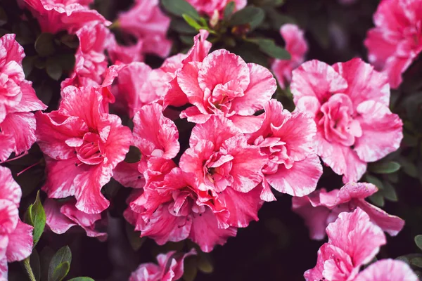 Camélia Rosa Flores Entre Folhas Verdes Arbusto Floração Brilhante — Fotografia de Stock