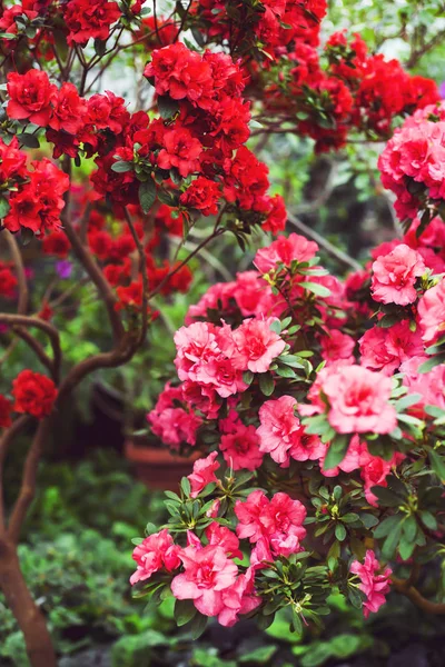 Flores Camélia Rosa Vermelha Entre Folhas Verdes Arbusto Floração Brilhante — Fotografia de Stock