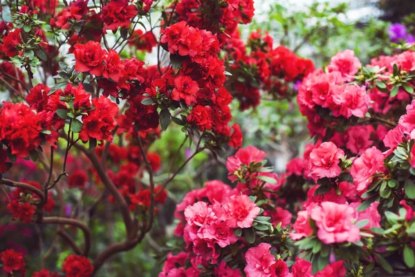 Flores Camélia Rosa Vermelha Entre Folhas Verdes Arbusto Floração Brilhante — Fotografia de Stock