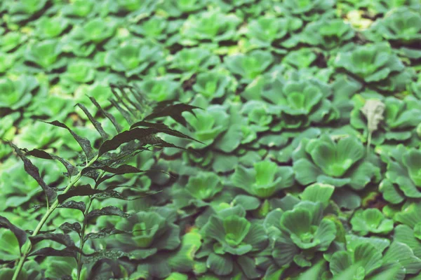 Planten Het Water Zijn Groene Stampers Natuurlijke Details Achtergrond Textuur — Stockfoto