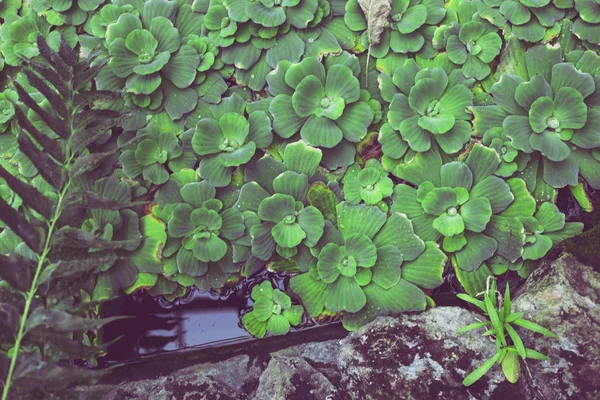 Víz Növények Zöld Termő Természetes Adatot Háttér Textúra — Stock Fotó