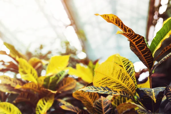 Sárga Zöld Levelei Belsejében Egy Üveg Üvegházhatást Okozó Növények Fényes — Stock Fotó
