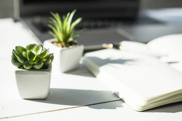 Masaüstü bilgisayarda, succulents ile iki küçük kaplar. Yanındaki beyaz bir not defteri açın. Minimalist bir şık işyeri