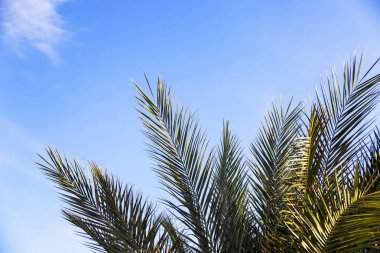 Yeşil palmiye dalları mavi gökyüzü. Yaz tatil kavramı