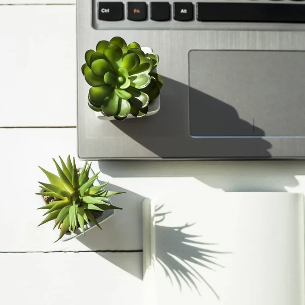 Két Kis Cserépben Succulents Számítógép Asztalán Mellett Egy Fehér Nyit — Stock Fotó