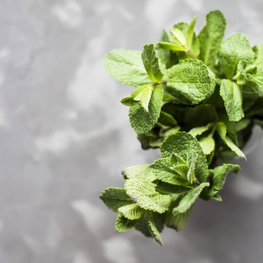 Güzel kokulu nane gri beton zemin üzerine yeşil bir demet. Doğal yaz ürün. Üstten Görünüm