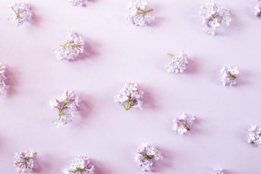 Eflatun çiçekler mor bir arka plan üzerinde dağılmış