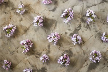 Eflatun çiçekler gri bir arka plan üzerinde dağılmış