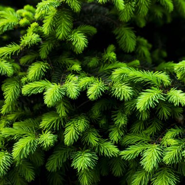 Genç sulu iğne iğne yapraklı ağaç. Arka plan doku. Bahar kavramı