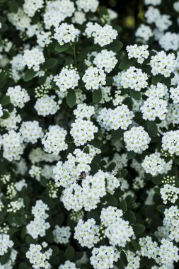 Bahar bush ile beyaz narin çiçek mayınları. Arka plan