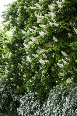 Beyaz çiçekli çalılar büyük çiçekli kestane yanında. Bahar Kiev