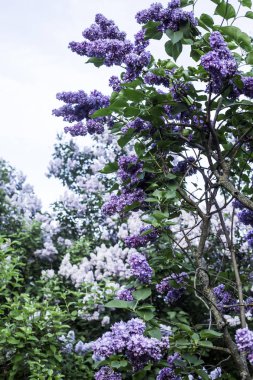 Bir çiçek açması bahar Lila ormanda bir şehir parkı. Bahar zamanı güzelliği