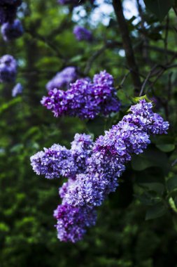 Eflatun çiçekler bir Bush. Bahar zaman kavramı