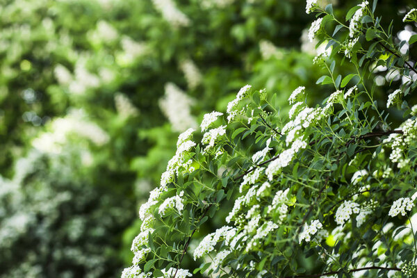 White flowering bushes next to large flowering chestnuts. Spring Kiev