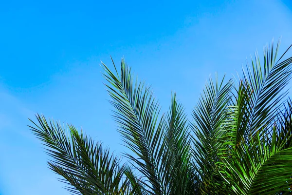 Obloha je klasicky modrá se zelenou palmou. — Stock fotografie