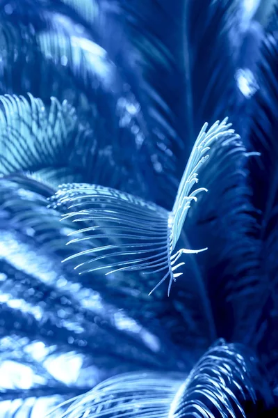 Fundo natural de verão com ramos verde palma na cor azul clássico 2020 . — Fotografia de Stock