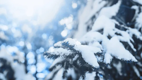 Ramos de árvore de Natal na neve tonificada em azul . — Fotografia de Stock