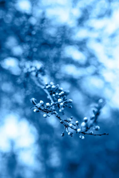 Floração sazonal azul do conceito de árvores - fundo natural da planta e textura . — Fotografia de Stock