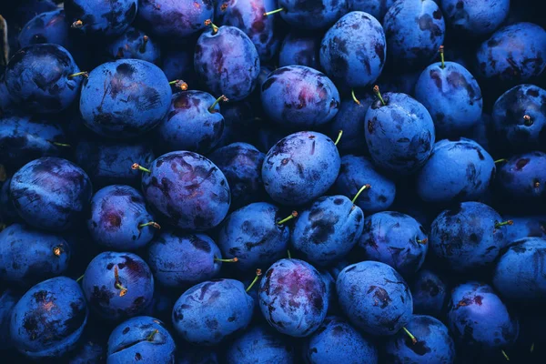 Beaucoup de prunes biologiques de couleur bleu classique. Contexte . — Photo