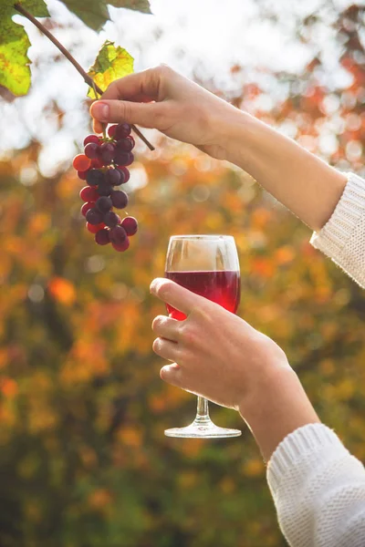 Una mano femenina sostiene una copa de vino junto a un racimo de uvas . —  Fotos de Stock