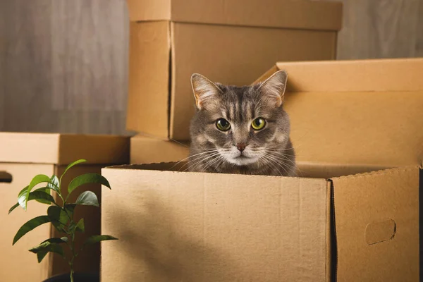 Cajas de artesanía para recoger cosas y mudarse a otro apartamento. Nuevo concepto de vivienda y reubicación . —  Fotos de Stock