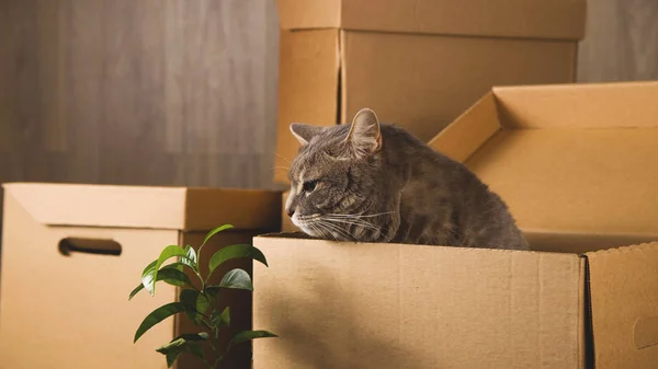 Ambachtelijke dozen voor het verzamelen van dingen en verhuizen naar een ander appartement. Nieuw woon- en verhuisconcept. — Stockfoto