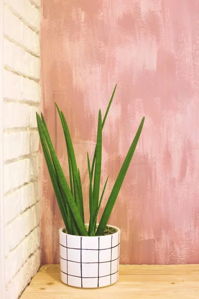 Interni eco minimalisti con una pianta in vaso bianco . — Foto Stock