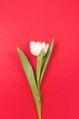 Fresh white spring tulips on red.