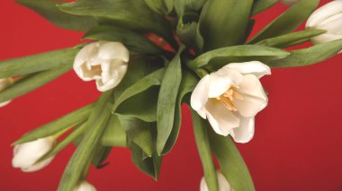 Koyu kırmızı arka planda beyaz laleler. Koyu tonda parlak bahar renk kombinasyonu.