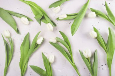Gri arka planda yeşil yaprakları olan beyaz, güzel bahar laleleri. Üst manzara, düz uzanma.
