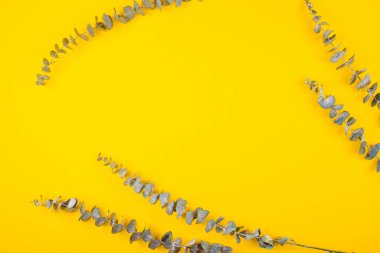 Parlak sarı bir arka planda okaliptüs. Bahar çiçekleri konsepti.