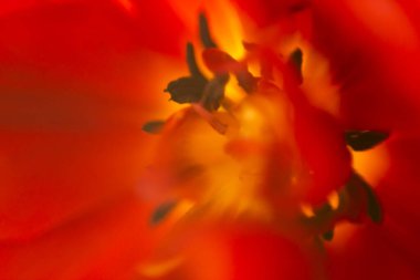 Dalgalı renk ve parlak renklere sahip doğal soyut arkaplan.