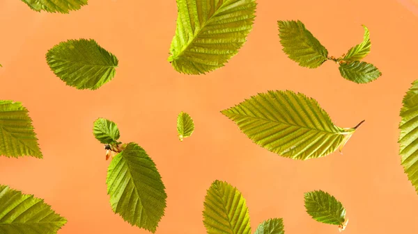 Heldere groene bladeren op een perzik achtergrond. — Stockfoto