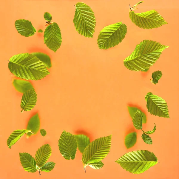Яскраво-зелене листя на персиковому фоні . — стокове фото