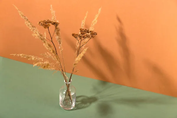 Szárított virág átlátszó minimalista vázában. — Stock Fotó
