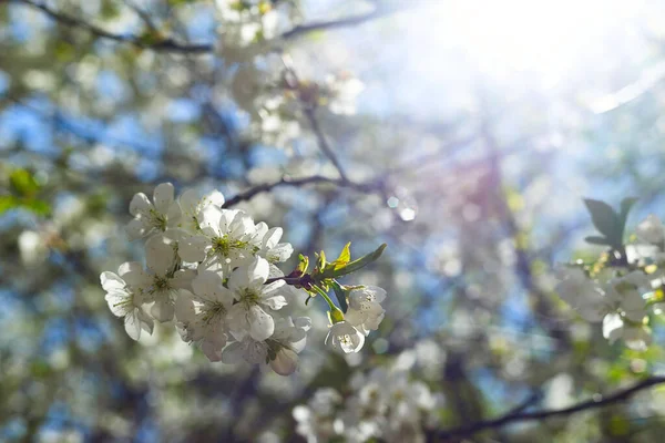 Conceito de primavera de árvores floridas, fertilidade e restauração natural. — Fotografia de Stock