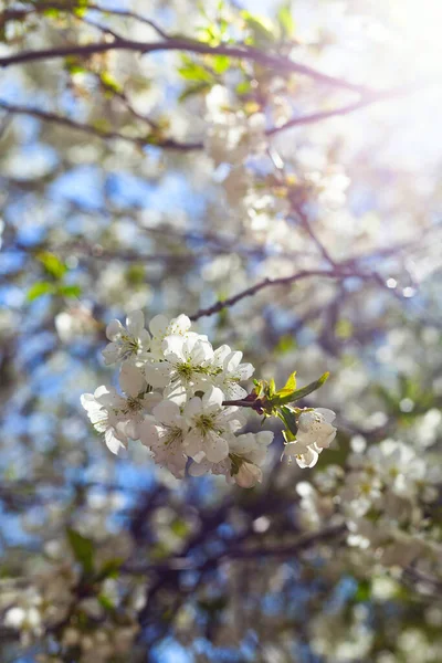 Conceito de primavera de árvores floridas, fertilidade e restauração natural. — Fotografia de Stock