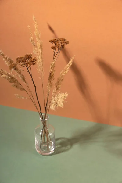 Szárított virág átlátszó minimalista vázában. — Stock Fotó